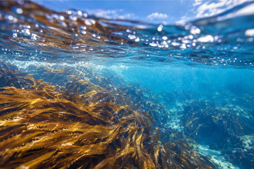 algae-at-the-heart-of-europes-blue-bioeconomy-inpage